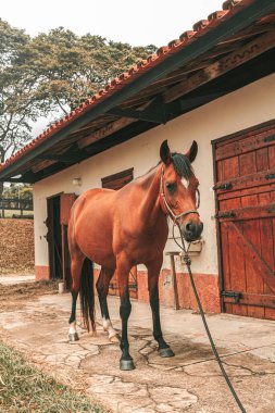 Kahverengi yarış atı ahırın dışında duruyor.