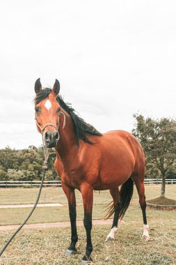 Kahverengi prim yarış atı çiftlikte özgürce koşuyor.