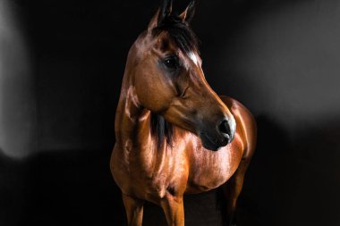 Esmer yarış atı stüdyosunun koyu arkaplanlı fotoğrafı.