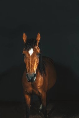 Esmer yarış atı stüdyosunun koyu arkaplanlı fotoğrafı.