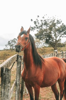 Kahverengi prim yarış atı çiftlikte özgürce koşuyor.