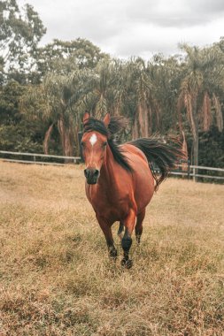Kahverengi prim yarış atı çiftlikte özgürce koşuyor.