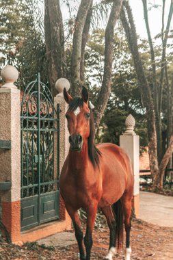 Kahverengi prim yarış atı çiftlikte özgürce koşuyor.