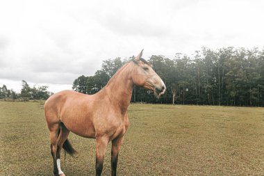 Kahverengi prim yarış atı çiftlikte özgürce koşuyor.