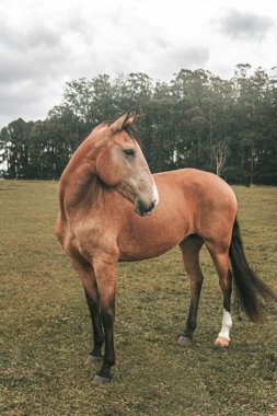 Kahverengi prim yarış atı çiftlikte özgürce koşuyor.