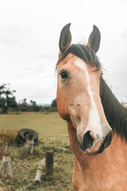 Kahverengi prim yarış atı çiftlikte özgürce koşuyor.