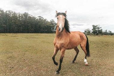 Kahverengi prim yarış atı çiftlikte özgürce koşuyor.