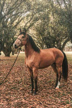 Kahverengi prim yarış atı çiftlikte özgürce koşuyor.