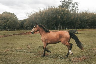 Kahverengi prim yarış atı çiftlikte özgürce koşuyor.