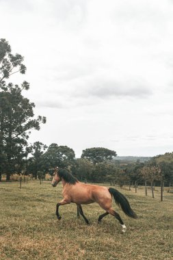 Kahverengi prim yarış atı çiftlikte özgürce koşuyor.