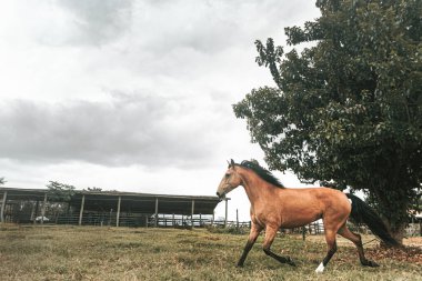 Kahverengi prim yarış atı çiftlikte özgürce koşuyor.