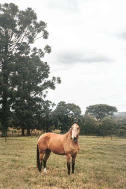 Kahverengi prim yarış atı çiftlikte özgürce koşuyor.