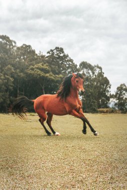 Kahverengi prim yarış atı çiftlikte özgürce koşuyor.
