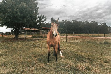 Kahverengi prim yarış atı çiftlikte özgürce koşuyor.