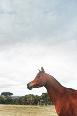 Kahverengi prim yarış atı çiftlikte özgürce koşuyor.