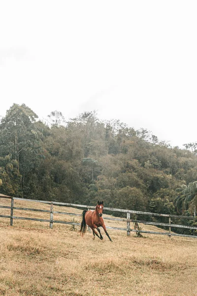 Cheval Course Haut Gamme Brun Courir Librement Dans Ferme Avec — Photo