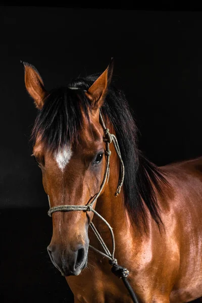 Brown Race Horse Studio Photo Portrait Dark Background — Stock Photo, Image