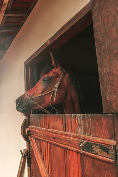 Brown Race Horse Looking Barn — Stock Photo, Image