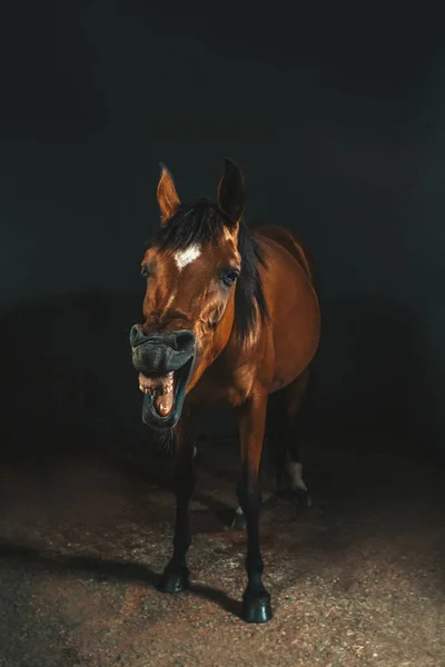 Studio Portrait Photo Brown Race Horse Smiling Dark Background — Stock Photo, Image