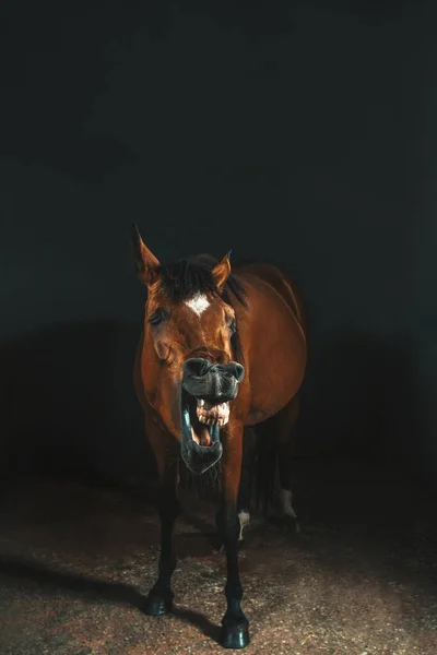 摄影棚的肖像照片中 一匹棕色的马在黑暗的背景下微笑 — 图库照片