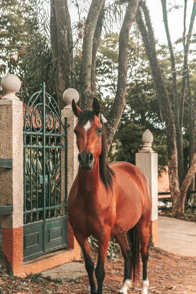 Kahverengi prim yarış atı çiftlikte özgürce koşuyor.