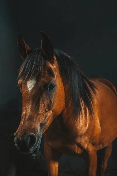 Brown Race Horse Studio Photo Portrait Dark Background — Stock Photo, Image