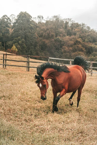 Brown Premium Race Horse Running Free Farm Nature Background — Stock Photo, Image