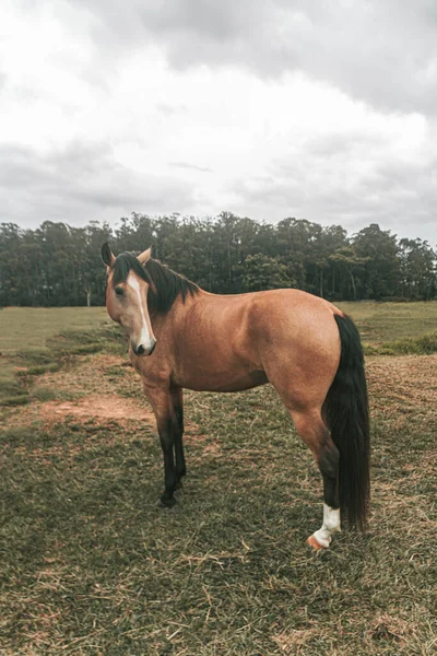 Kahverengi prim yarış atı çiftlikte özgürce koşuyor.