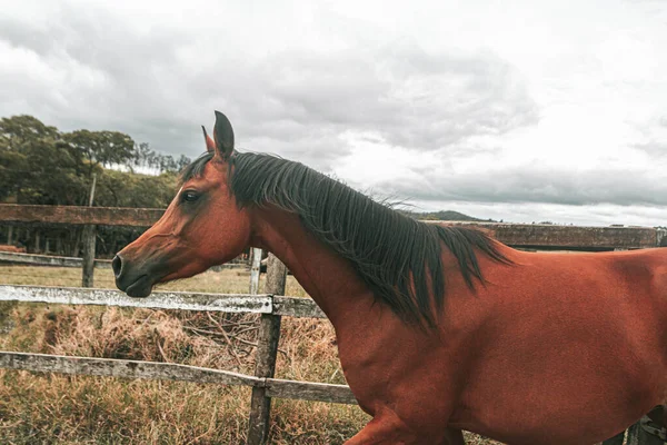 Коричневая Лошадь Премиум Класса Работает Бесплатно Ферме Природой — стоковое фото