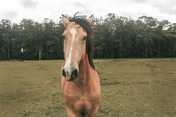 Kahverengi prim yarış atı çiftlikte özgürce koşuyor.