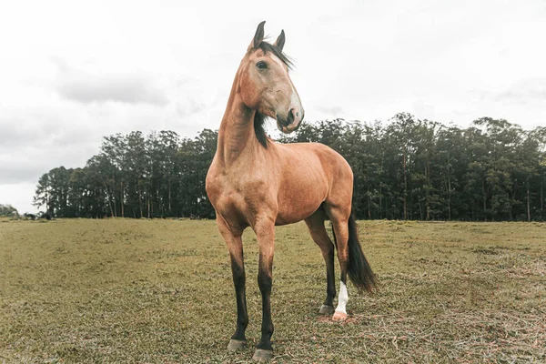 Kahverengi prim yarış atı çiftlikte özgürce koşuyor.