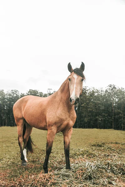 Kahverengi prim yarış atı çiftlikte özgürce koşuyor.