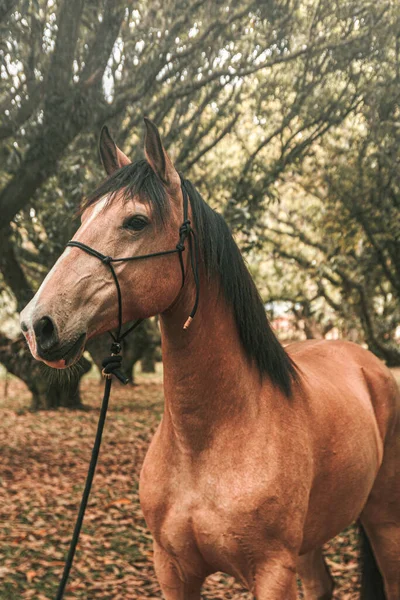 Brown Premium Race Horse Running Free Farm Nature Background — Stock Photo, Image