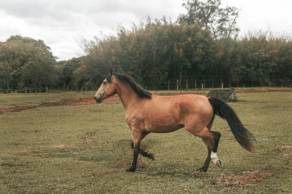 Kahverengi prim yarış atı çiftlikte özgürce koşuyor.