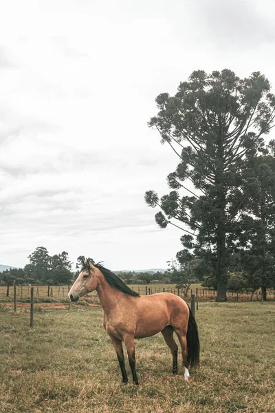 Cheval Course Haut Gamme Brun Courir Librement Dans Ferme Avec — Photo