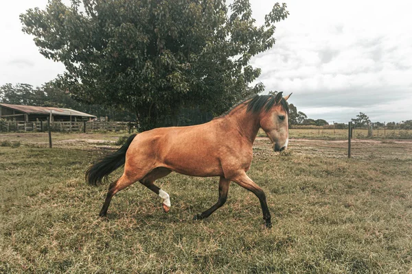 Cheval Course Haut Gamme Brun Courir Librement Dans Ferme Avec — Photo