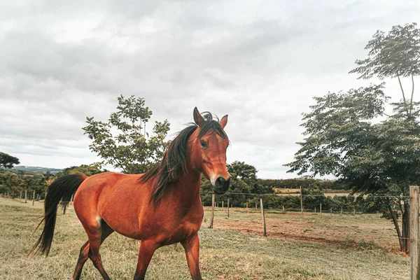 Kahverengi prim yarış atı çiftlikte özgürce koşuyor.