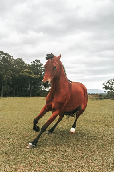 Kahverengi prim yarış atı çiftlikte özgürce koşuyor.