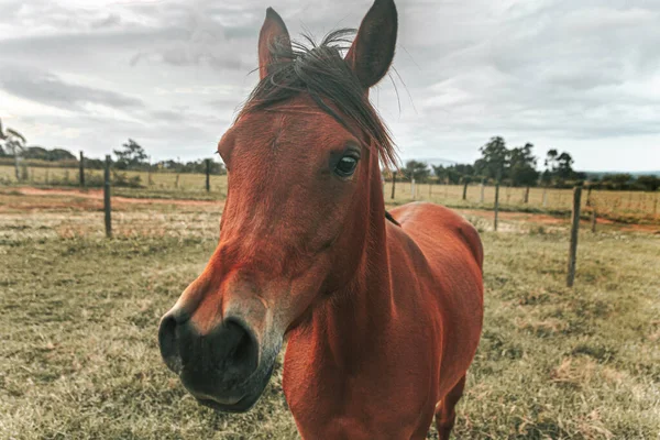 Коричневая Лошадь Премиум Класса Работает Бесплатно Ферме Природой — стоковое фото