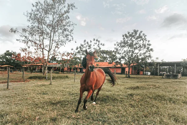 Brown Premium Race Horse Running Free Farm Nature Background — Photo
