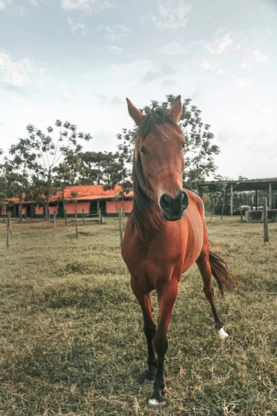 Brown Premium Race Horse Running Free Farm Nature Background — Stock Photo, Image