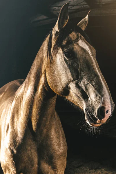 Portrait Horse Cowboy Show Exhibition Dark Barn Farm — Stock Photo, Image