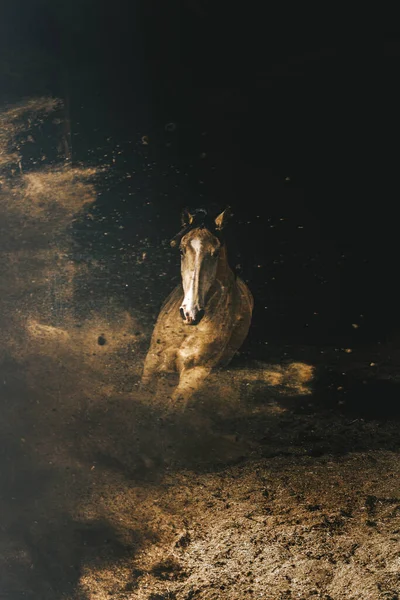 Portrait Horse Cowboy Show Exhibition Dark Barn Farm — Stock Photo, Image