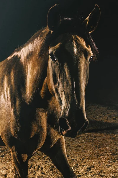 Portrait Horse Cowboy Show Exhibition Dark Barn Farm — Stock Photo, Image