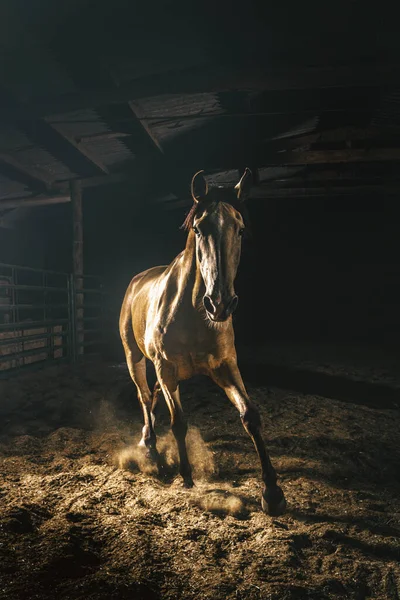 Retrato Exibição Cowboy Cavalo Uma Fazenda Celeiro Escuro — Fotografia de Stock