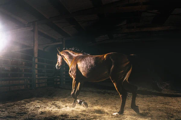 Portrait Von Pferd Cowboy Show Ausstellung Einer Dunklen Scheune Bauernhof — Stockfoto