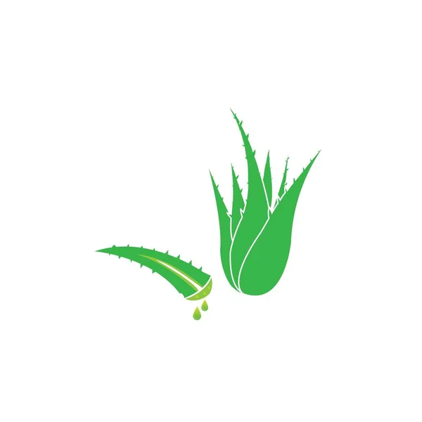 Aloe Vera Icon Logo Vector Design — Stock Vector