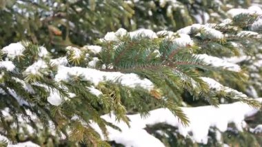 Kış ormanında karlı çam ağaçları 