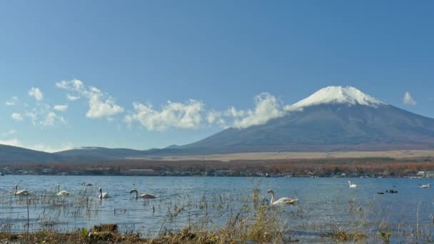 Japonya Daki Fuji Dağı Ile Renkli Sonbahar Manzarası — Stok video