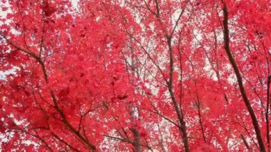 Renkli sonbahar akçaağaç yaprakları